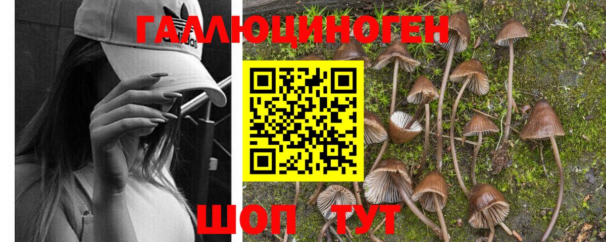 Псилоцибиновые грибы Cubensis  Псилоцибиновые грибы прущие грибы  Фурманов  Вход с VPN 